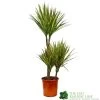 Dracaena Marginata 'Bicolor' 21cm Pot 1 Dracaena Marginata 'Bicolor' 21cm Pot -Gardenia Shop 8720496157041