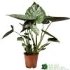 Alocasia 'wentii' Houseplant 17cm Pot -Gardenia Shop 8720496315342