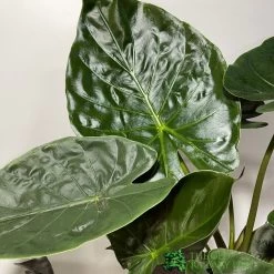 Alocasia 'wentii' Houseplant 17cm Pot 5 Alocasia 'wentii' Houseplant 17cm Pot -Gardenia Shop 8720496315342 2
