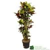 Codiaeum 'Iceton' Croton 1.6m Tall 1 Codiaeum 'Iceton' Croton 1.6m Tall -Gardenia Shop 8720496436009