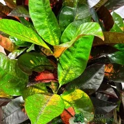 Codiaeum 'Iceton' Croton 1.6m Tall 5 Codiaeum 'Iceton' Croton 1.6m Tall -Gardenia Shop 8720496436009 2
