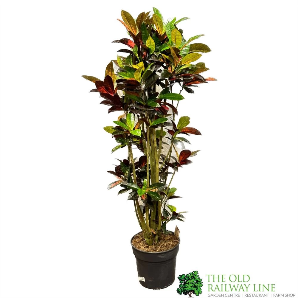 Codiaeum 'Iceton' Croton 1.6m Tall 3 Codiaeum 'Iceton' Croton 1.6m Tall
